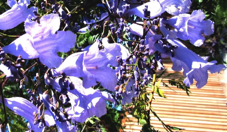 Albero in fiore australiano - Jacaranda mimosifolia